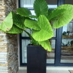 Nile Fibreglass Planters - Modern & Durable with Watering System