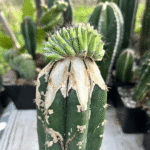 Polaskia Chichipe Cristata