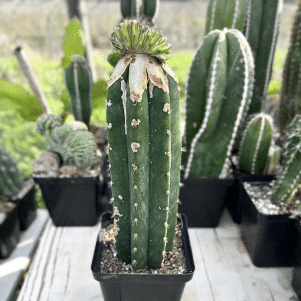 Polaskia Chichipe Cristata Graft. Rare Succulent for Plant Enthusiasts - Image 2