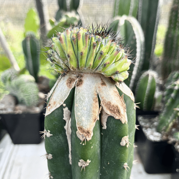 Polaskia Chichipe Cristata Graft. Rare Succulent for Plant Enthusiasts - Image 3