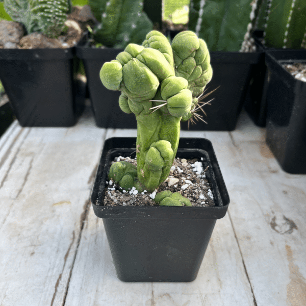 Trichocereus bridgesii monstrose crest. Bolivian Torch Monstrose Crest - Image 2