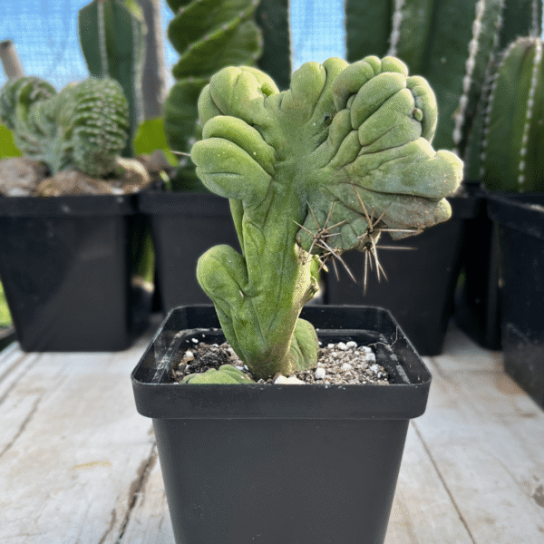 Trichocereus bridgesii monstrose crest. Bolivian Torch Monstrose Crest - Image 3