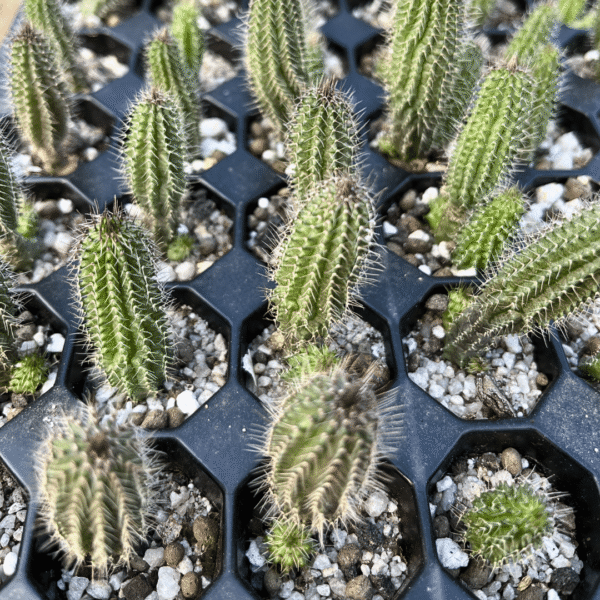 Tavaresia barklyi. Stunning Rare Succulent Plant - Image 2