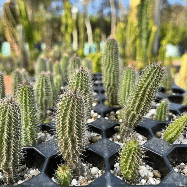 Tavaresia barklyi. Stunning Rare Succulent Plant - Image 3