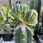 Myrtillo Geometrizans