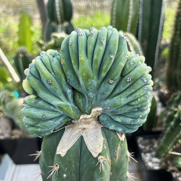Myrtillo geometrizans varigata cristata graft. Astonishing Rare Cactus - Image 2