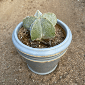 Astrophytum Myriostigma