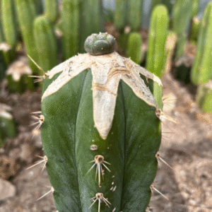 lophophora williamsii graft