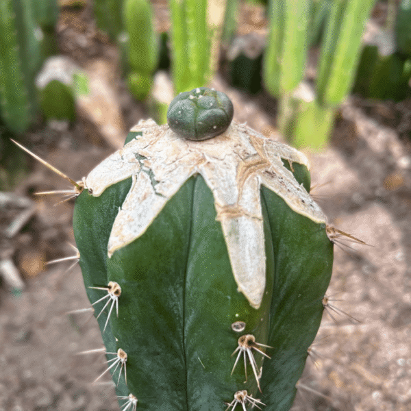 Lophophora williamsii Graft. Rare and Living Masterpiece for Plant Enthusiasts - Image 2