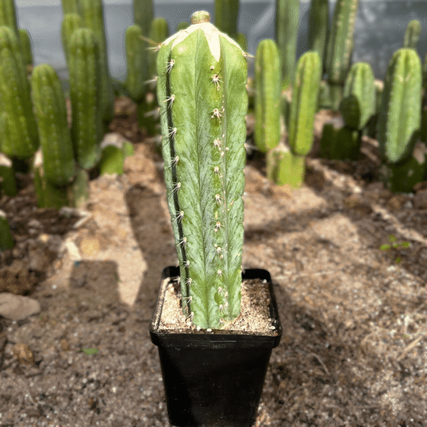 Lophophora williamsii Graft. Rare and Living Masterpiece for Plant Enthusiasts - Image 3