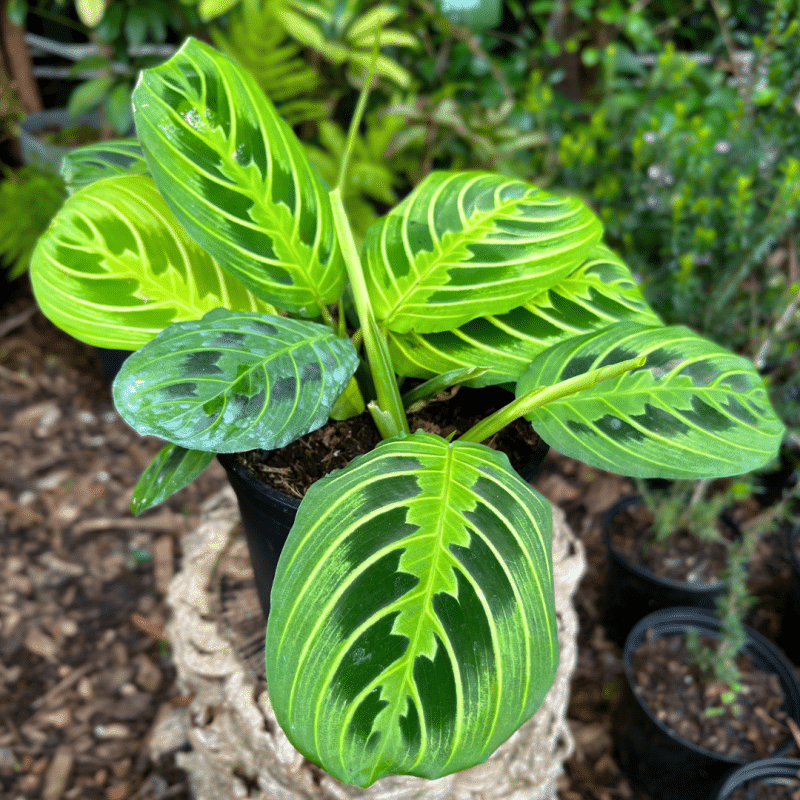 Maranta leuconeura ‘Lemon & Lime with vivid chartreuse veining on deep green leaves, ideal for bright indoor spaces