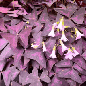 Oxalis Triangularis Purple Shamrock with deep purple triangular leaves in a small pot.