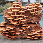 Chestnut mushrooms with brown caps and white stems growing from a compact block