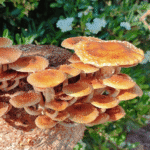 Chestnut mushrooms with brown caps and white stems growing from a compact block