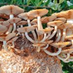 Chestnut mushrooms with brown caps and white stems growing from a compact block