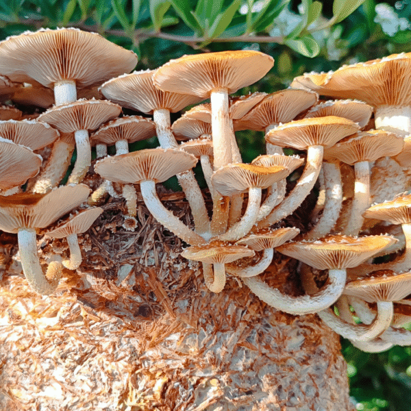Chestnut mushrooms with brown caps and white stems growing from a compact block