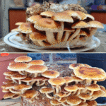 Chestnut mushrooms with brown caps and white stems growing from a compact block