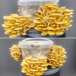 Golden oyster mushrooms forming bright yellow clusters in a grow bucket