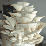 Grey Oyster Mushroom Grow Kit with bucket and fruiting mushroom clusters