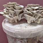 Grey Oyster Mushroom Grow Kit with bucket and fruiting mushroom clusters