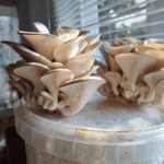 Grey Oyster Mushroom Grow Kit with bucket and fruiting mushroom clusters