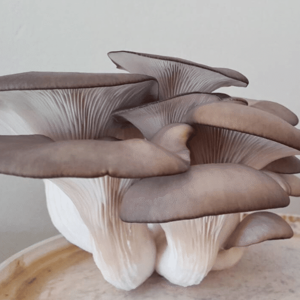 Grey Oyster Mushroom Grow Kit with bucket and fruiting mushroom clusters