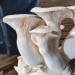 Thick-stemmed King Oyster Mushroom growing vertically from a compact grow block
