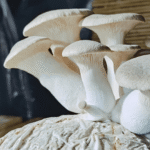 Thick-stemmed King Oyster mushrooms growing vertically from a compact grow block