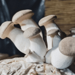 Thick-stemmed King Oyster mushrooms growing vertically from a compact grow block