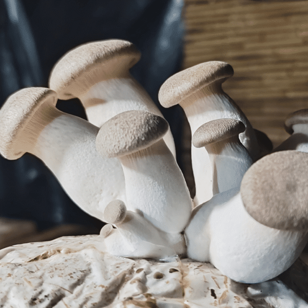 Thick-stemmed King Oyster mushrooms growing vertically from a compact grow block