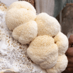 Lions Mane Mushroom with shaggy white spines growing from a block