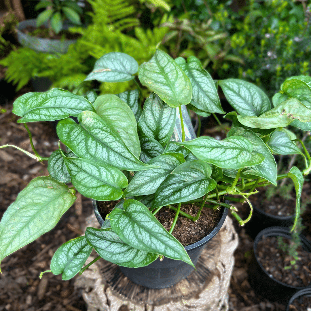 Monstera siltepicana 1 Monstera siltepecana with silver-patterned juvenile leaves, tropical climber for indoor display