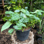 Monstera siltepecana with silver-patterned juvenile leaves, tropical climber for indoor display