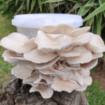 mushroom grow kit with colonised substrate for Pearl Oysters