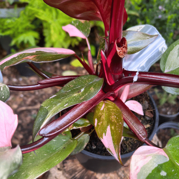 Philodendron ‘Pink Princess’ with dark burgundy leaves and vibrant pink variegation