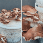 Phoenix oyster mushrooms with light grey caps growing from a bucket indoors