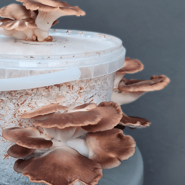 Phoenix oyster mushrooms with light grey caps growing from a bucket indoors