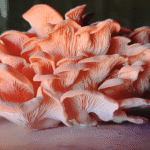 Pink oyster mushroom clusters growing from a white bucket indoors