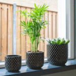 Handcrafted shiny black ceramic planter with gold accent spheres, styled with a green indoor plant on a modern wooden shelf.
