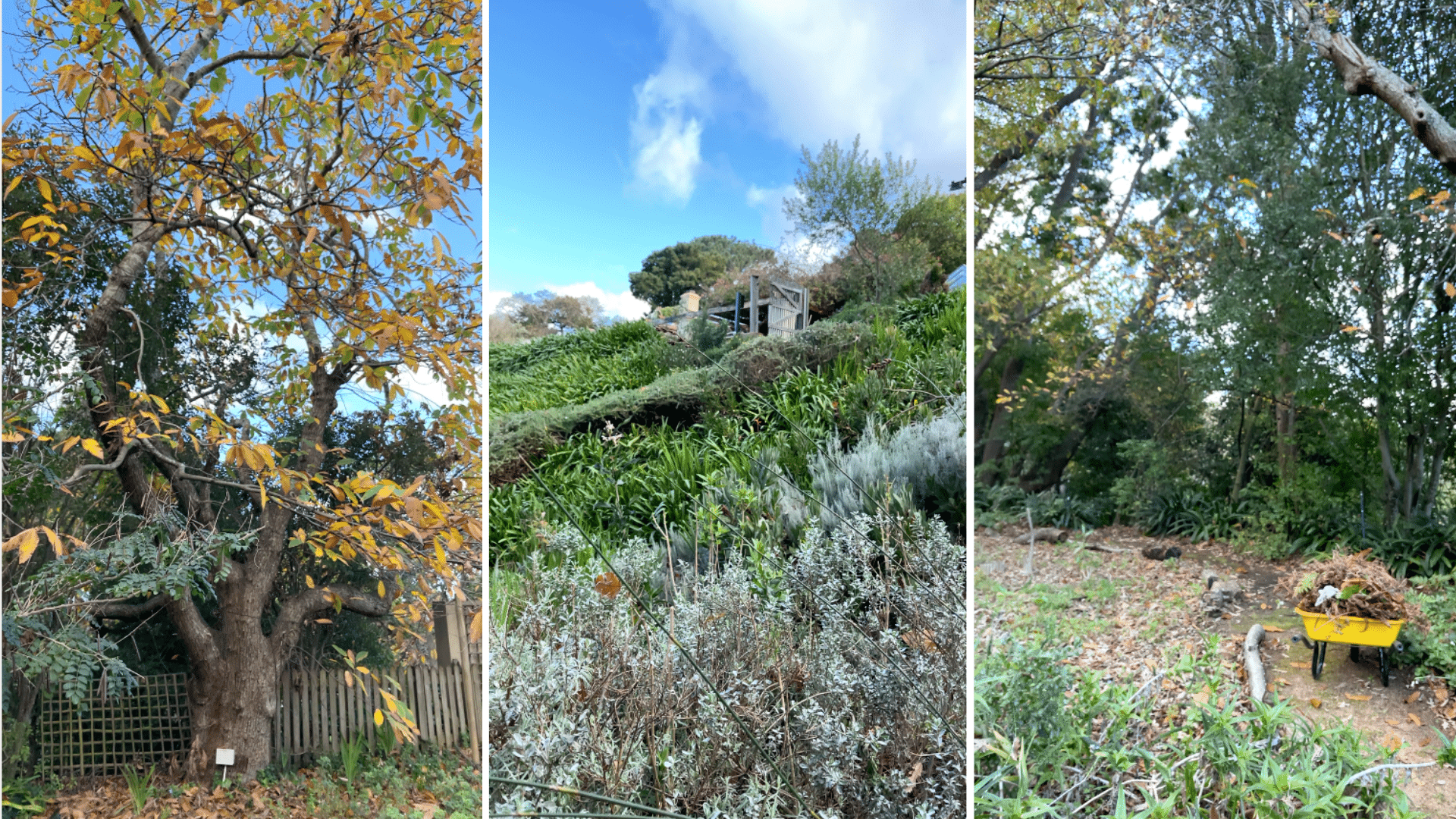 What-should-I-do-in-my-South-African-garden-during-winter-July-August