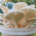 White oyster mushrooms with large white caps growing from a bucket