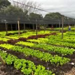 1L Neem Naturals cold pressed neem oil ready-to-use plant spray bottle with nozzle.