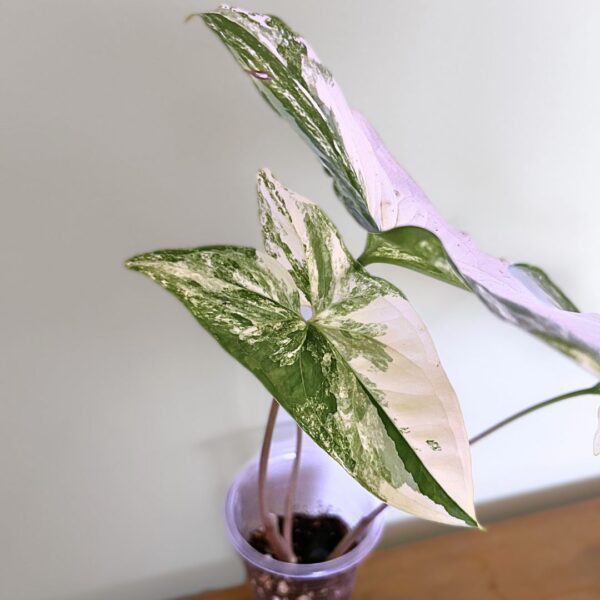 Syngonium Podophyllum Albo – variegated indoor plant with green and white arrow-shaped leaves.
