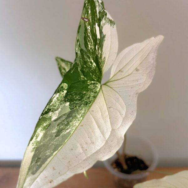 Syngonium Podophyllum Albo – variegated indoor plant with green and white arrow-shaped leaves.