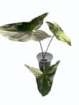 Syngonium Podophyllum Albo – White Variegated Arrowhead Plant