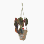 80cm green macramé plant hanger for indoor or outdoor plant styling.