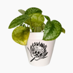 Protea Hand Painted Terracotta Pot