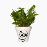 Smiley hand-painted terracotta pot in 15cm and 18cm sizes.