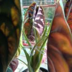 Transparent plant supports guiding upright growth of indoor plants.