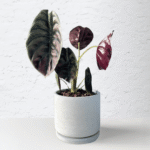 Alocasia Red Secret with metallic-red leaves and bold veining.